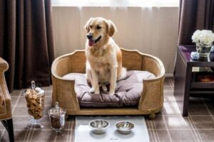 Pet-Friendly Hotels for Travel