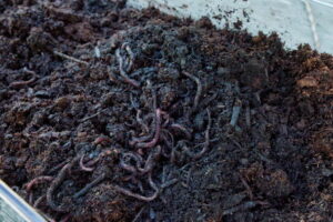 worm composting