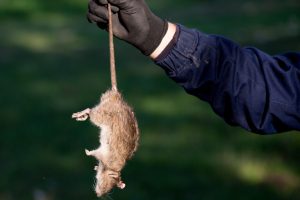 Rat Removal Service